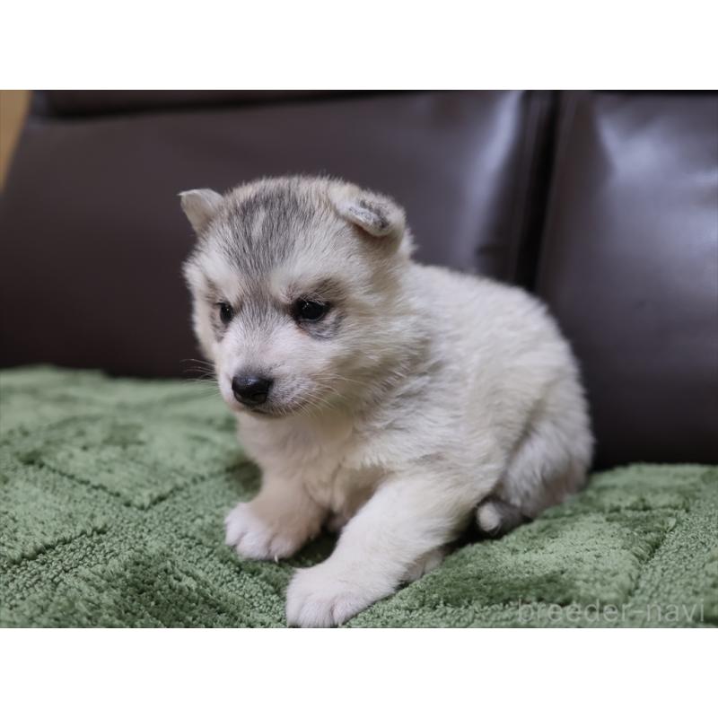 販売中の愛知県のシベリアンハスキー-439145の7枚目