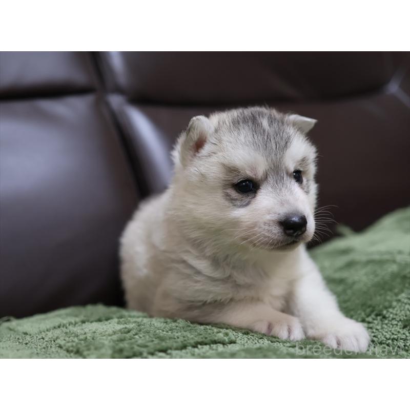 販売中の愛知県のシベリアンハスキー-439145の6枚目