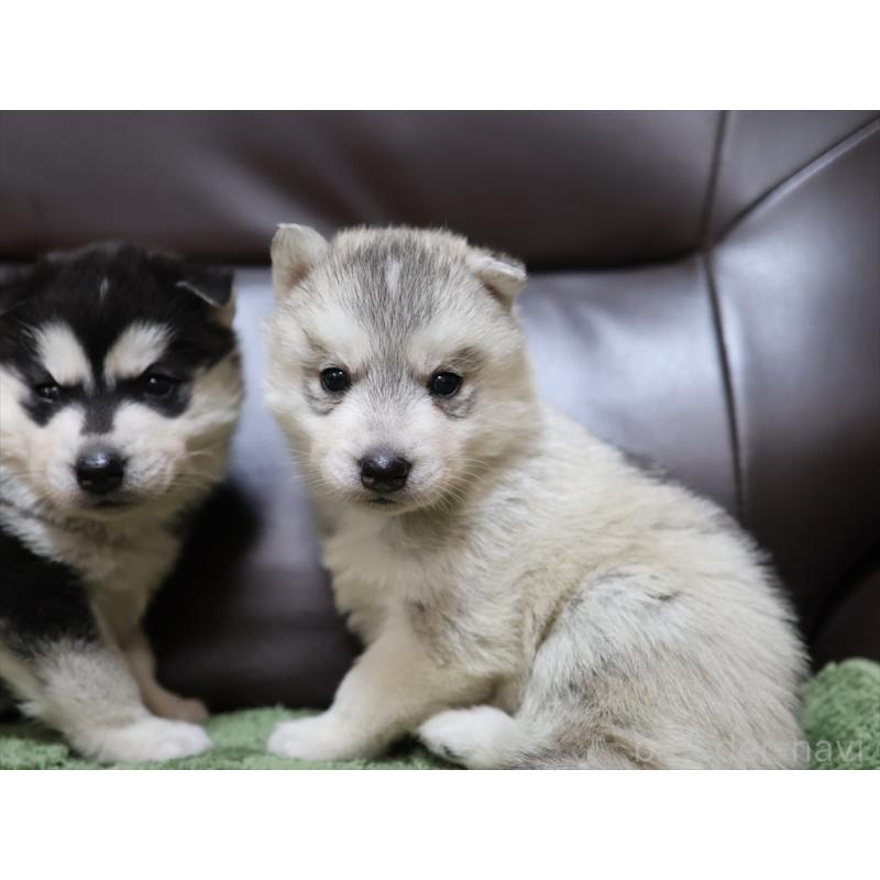 販売中の愛知県のシベリアンハスキー-439145の5枚目