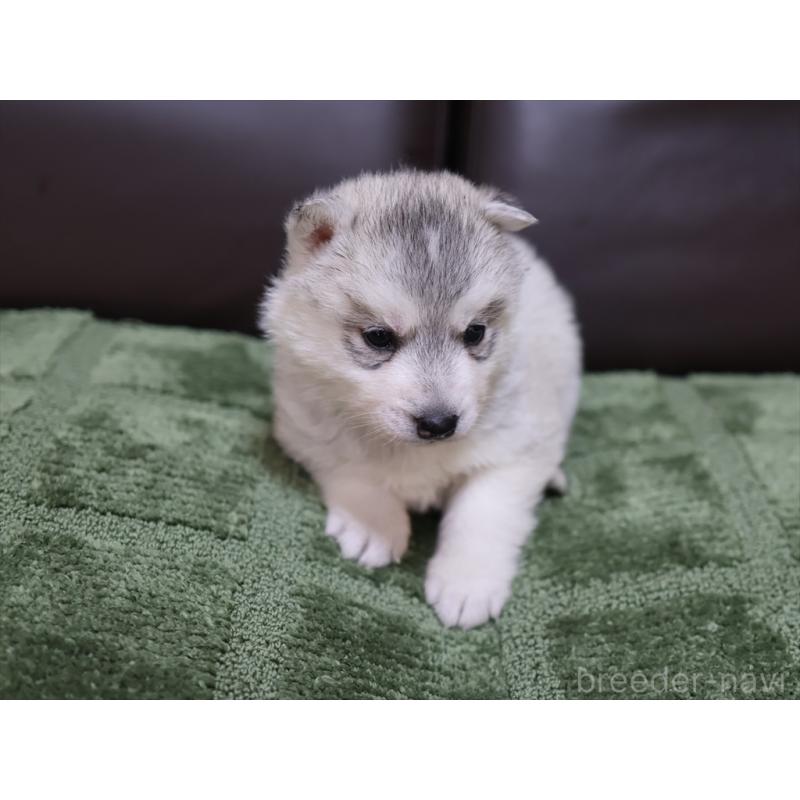 販売中の愛知県のシベリアンハスキー-439145の4枚目