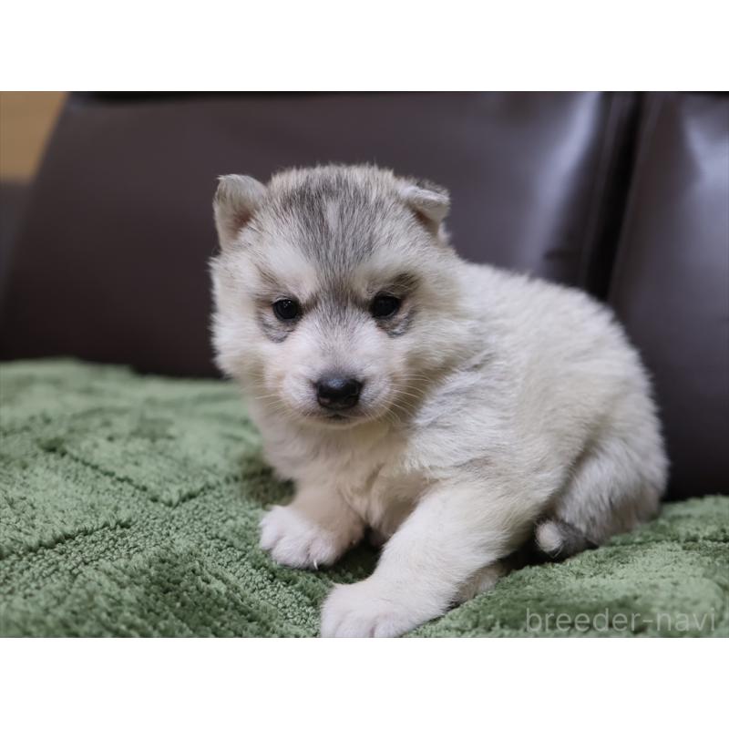 販売中の愛知県のシベリアンハスキー-439145の3枚目