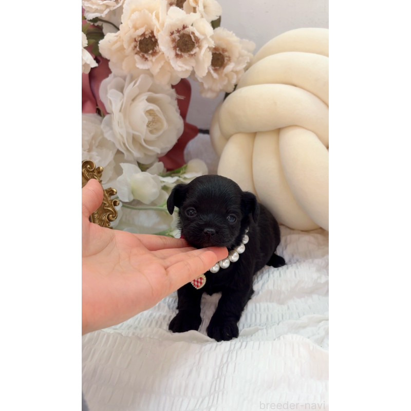 販売中の大阪府のチワプー:チワワ×トイプードル-439148の12枚目