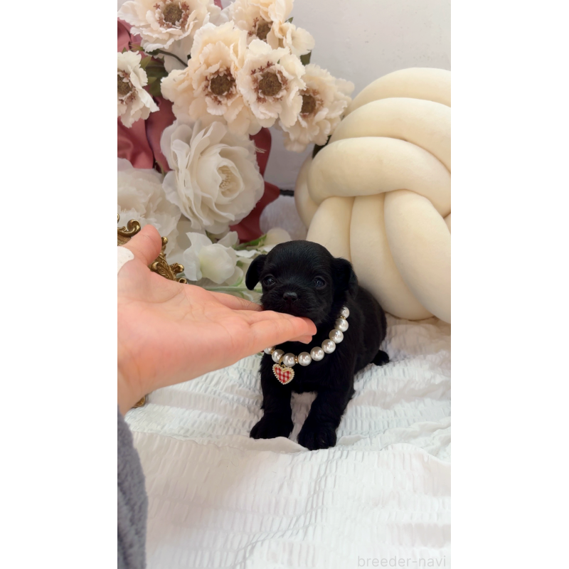 販売中の大阪府のチワプー:チワワ×トイプードル-439148の11枚目