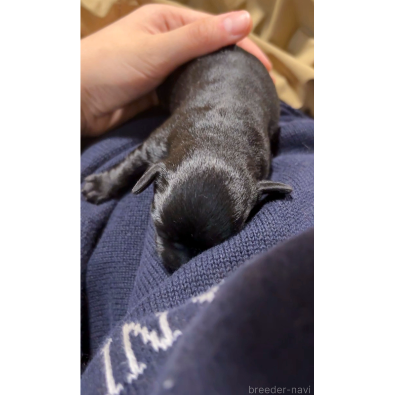 販売中の大阪府のチワプー:チワワ×トイプードル-439148の6枚目