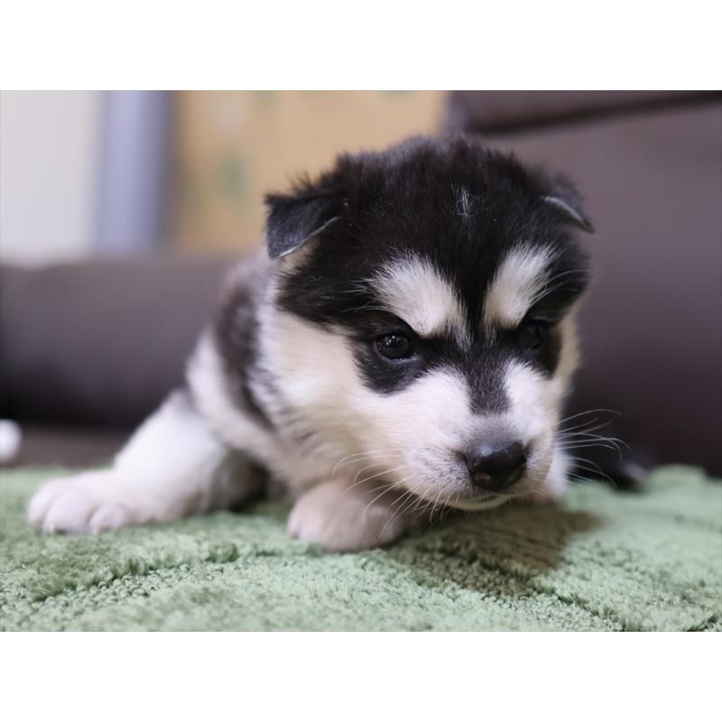 販売中の愛知県のシベリアンハスキー-439146の9枚目