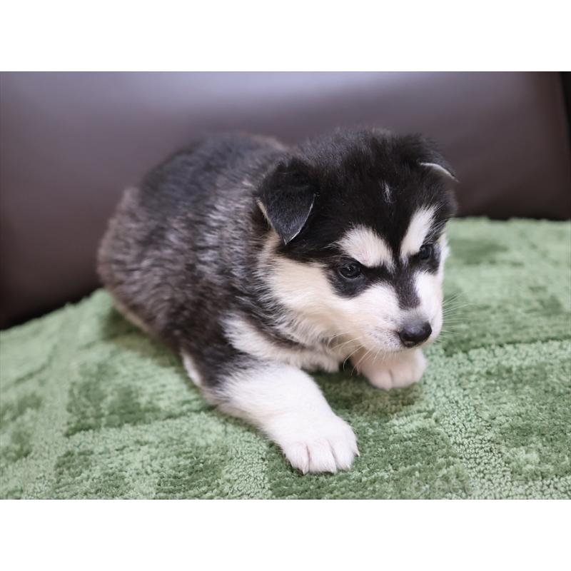 販売中の愛知県のシベリアンハスキー-439146の8枚目