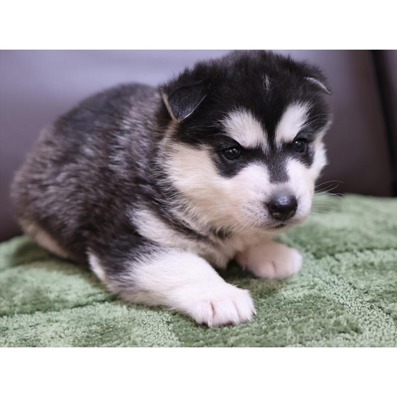 販売中の愛知県のシベリアンハスキー-439146の7枚目