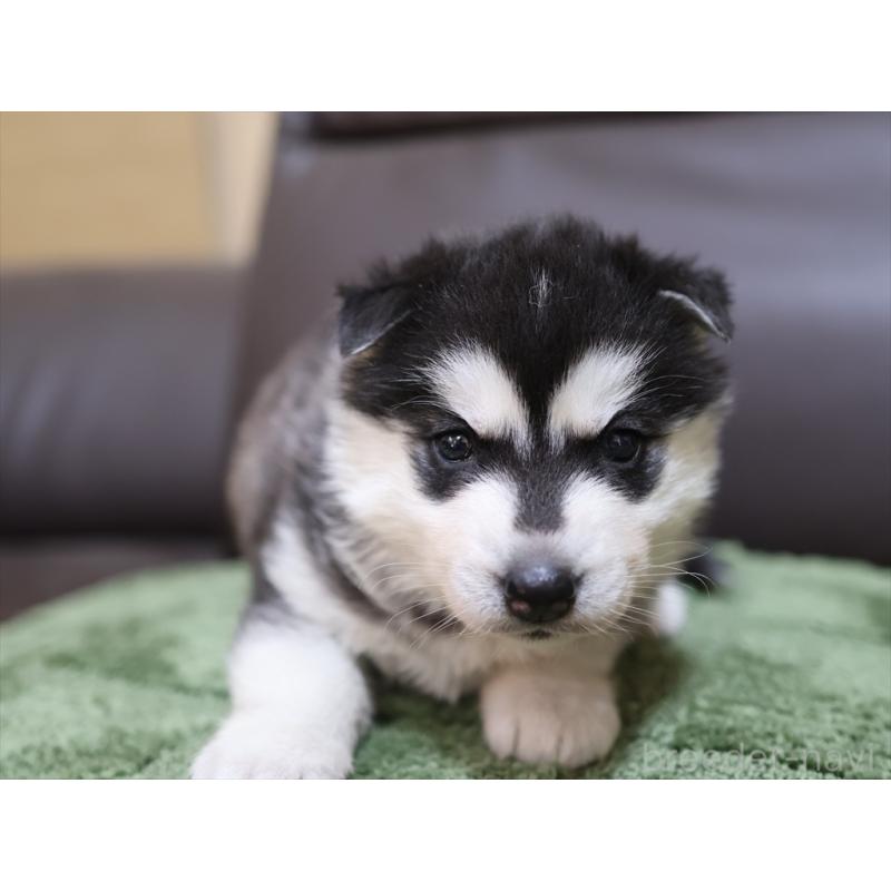 販売中の愛知県のシベリアンハスキー-439146の6枚目