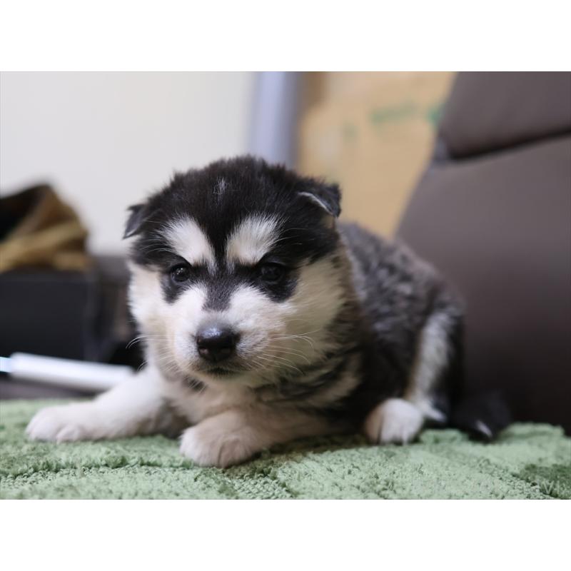 販売中の愛知県のシベリアンハスキー-439146の5枚目