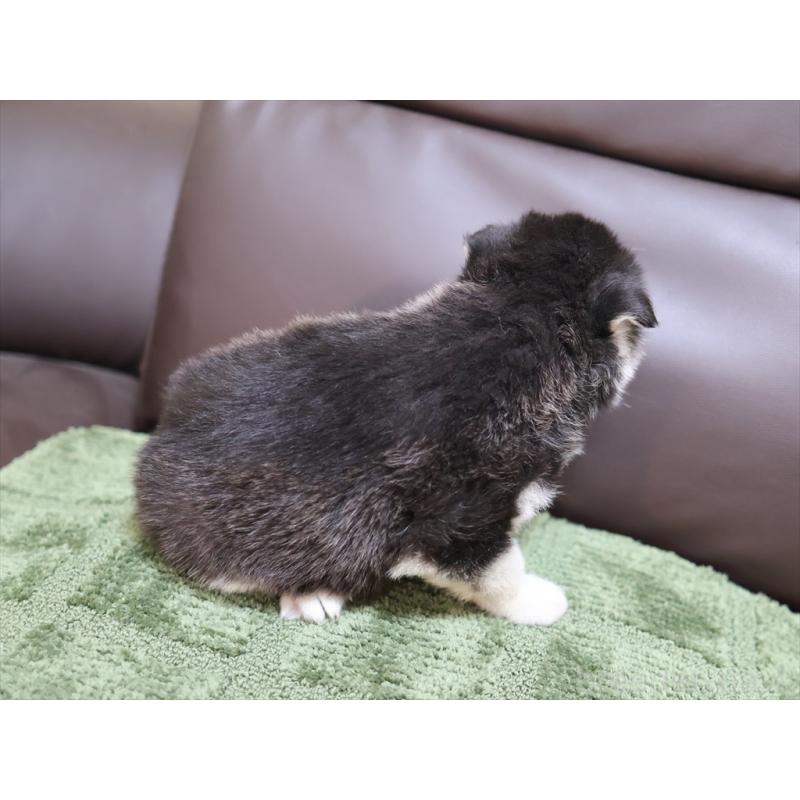 販売中の愛知県のシベリアンハスキー-439146の4枚目