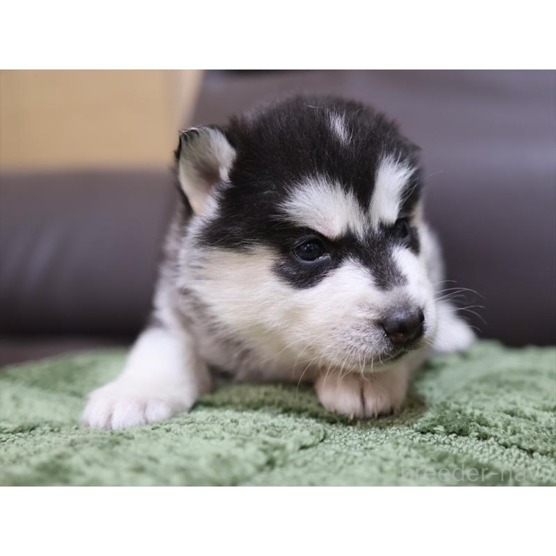 販売中の愛知県のシベリアンハスキー-439147の8枚目