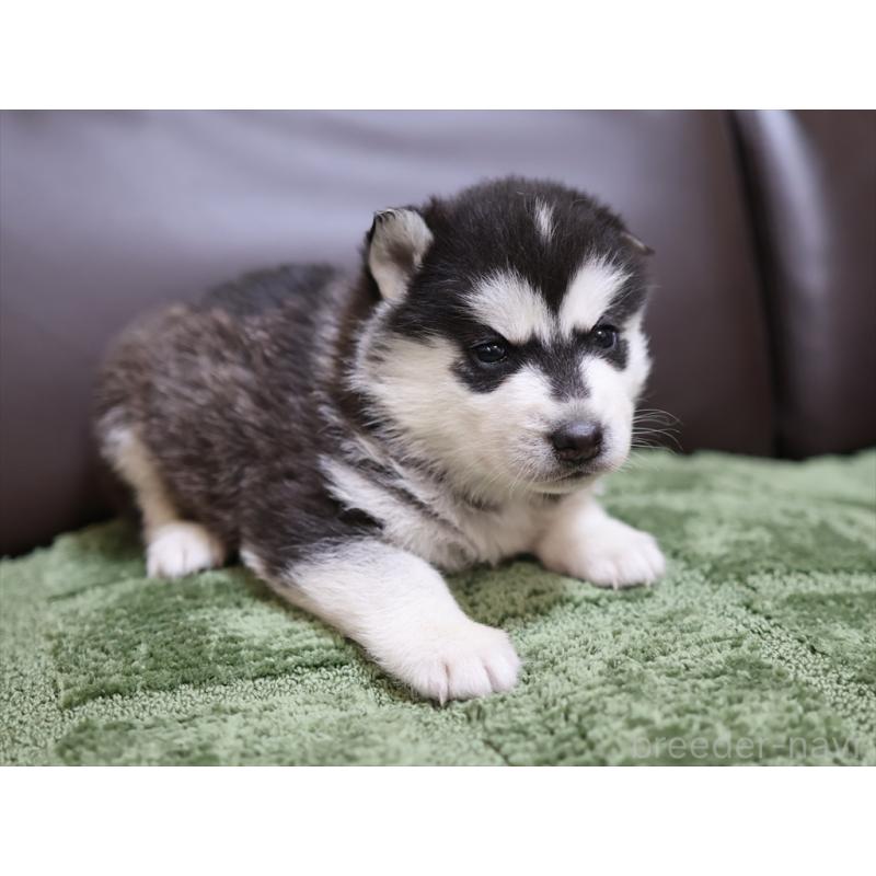 販売中の愛知県のシベリアンハスキー-439147の6枚目