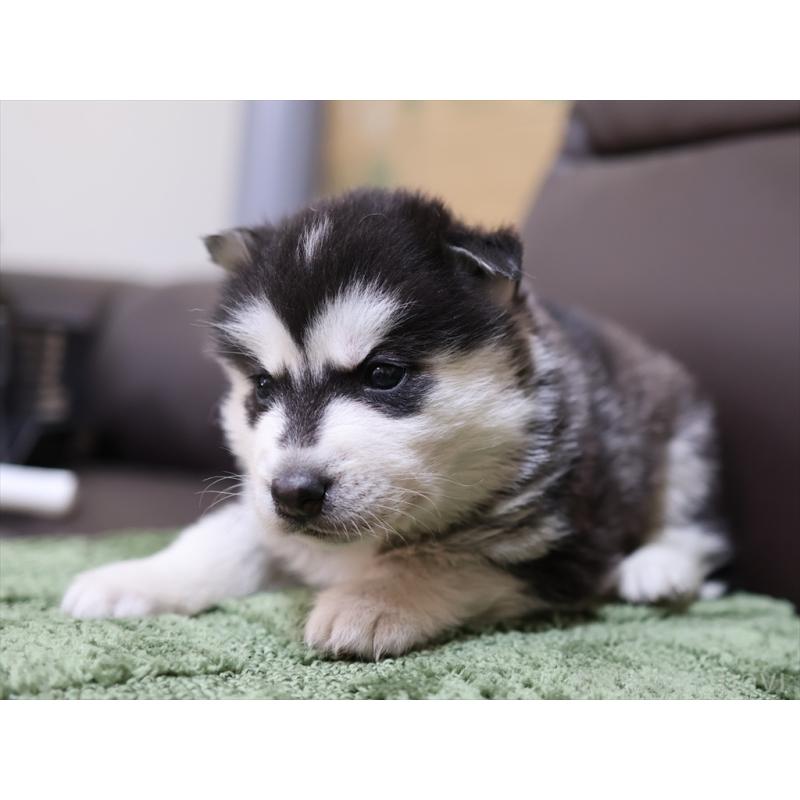 販売中の愛知県のシベリアンハスキー-439147の5枚目