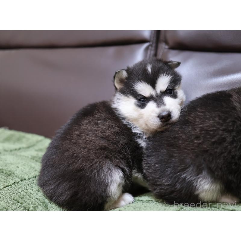 販売中の愛知県のシベリアンハスキー-439147の4枚目