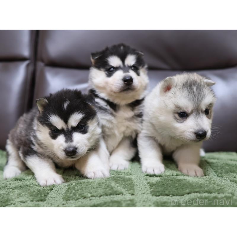 販売中の愛知県のシベリアンハスキー-439147の3枚目