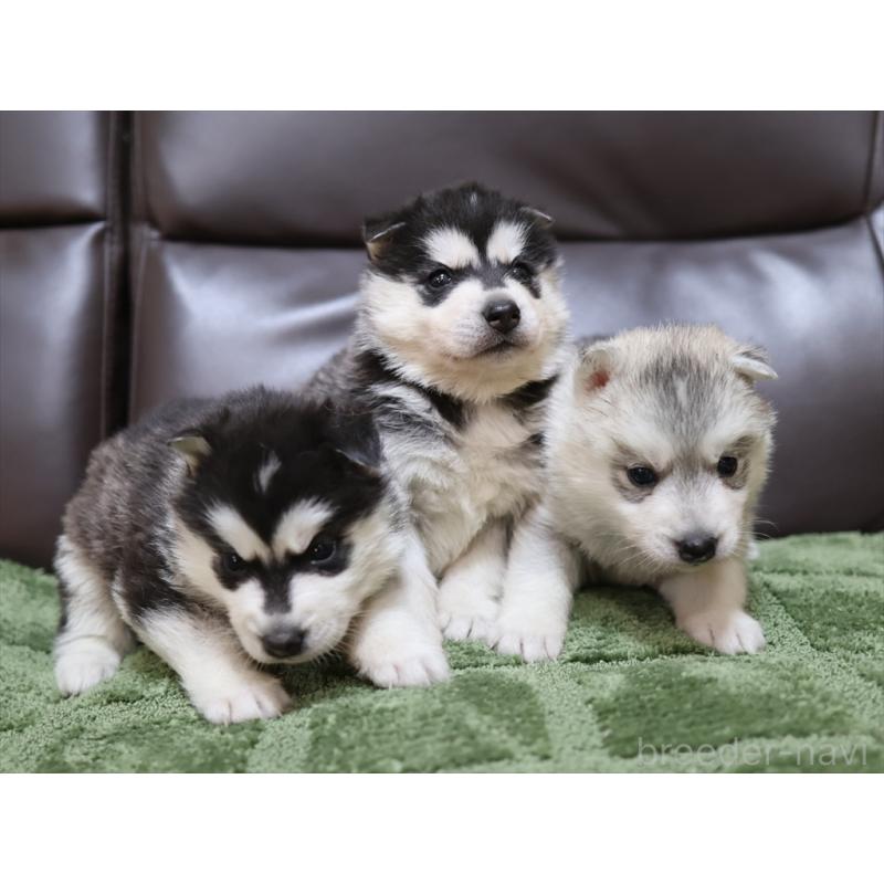 販売中の愛知県のシベリアンハスキー-439147の2枚目