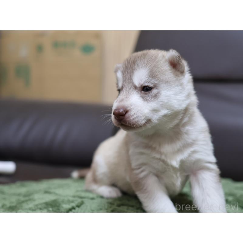 販売中の愛知県のシベリアンハスキー-439150の8枚目