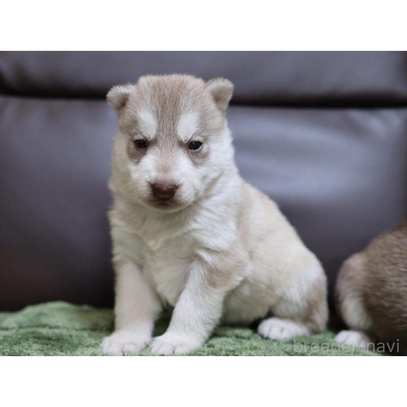 販売中の愛知県のシベリアンハスキー-439150の7枚目