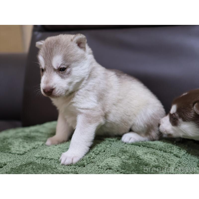 販売中の愛知県のシベリアンハスキー-439150の6枚目