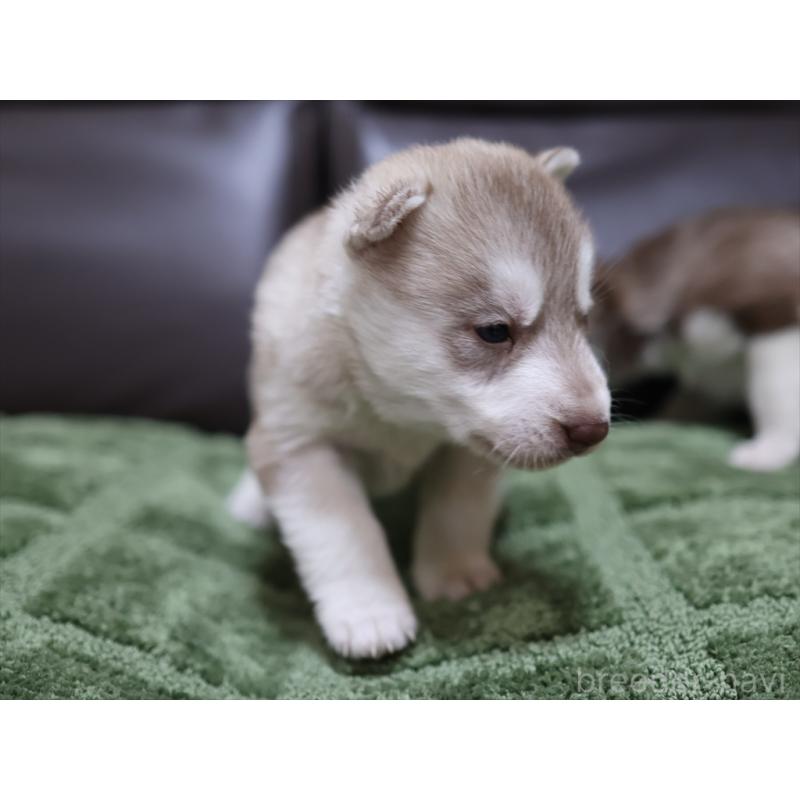 販売中の愛知県のシベリアンハスキー-439150の5枚目