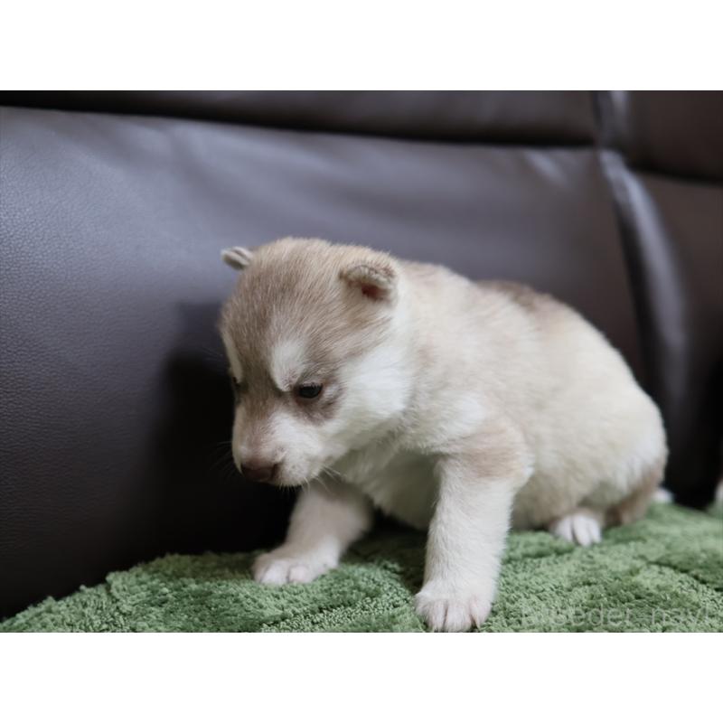 販売中の愛知県のシベリアンハスキー-439150の4枚目