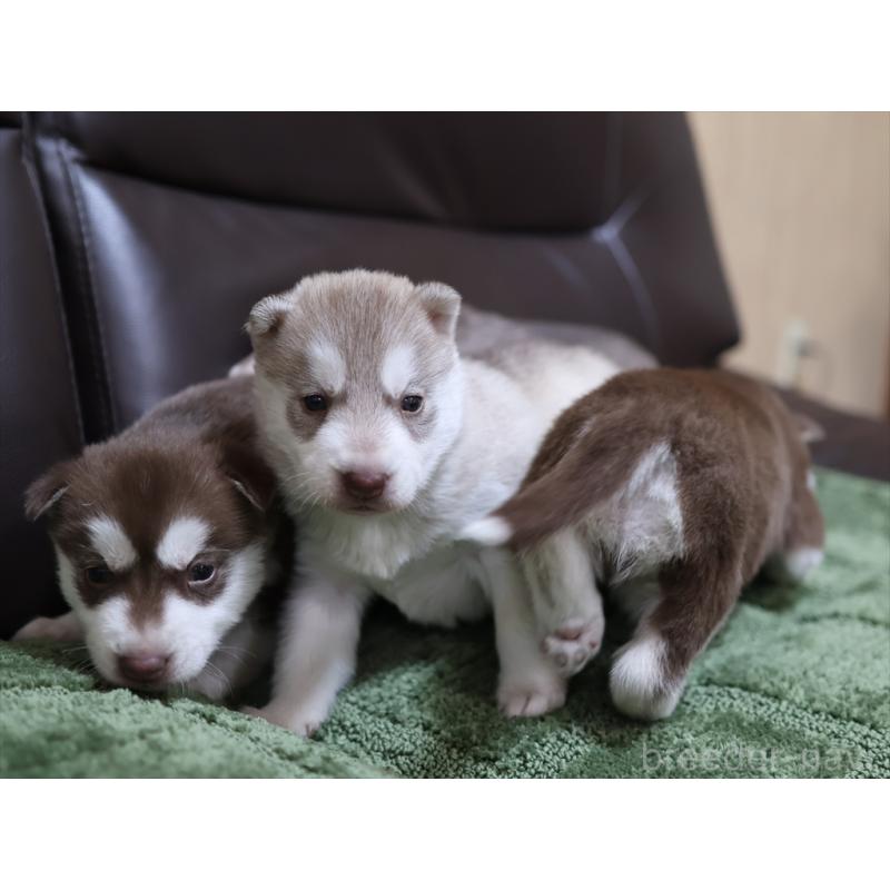 販売中の愛知県のシベリアンハスキー-439150の2枚目