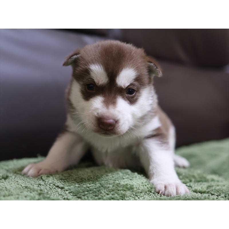 販売中の愛知県のシベリアンハスキー-439151の9枚目