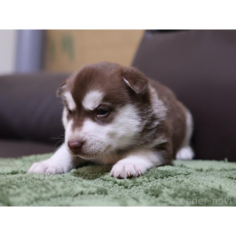 販売中の愛知県のシベリアンハスキー-439151の8枚目