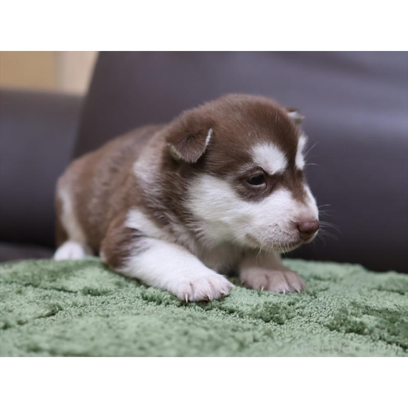 販売中の愛知県のシベリアンハスキー-439151の7枚目