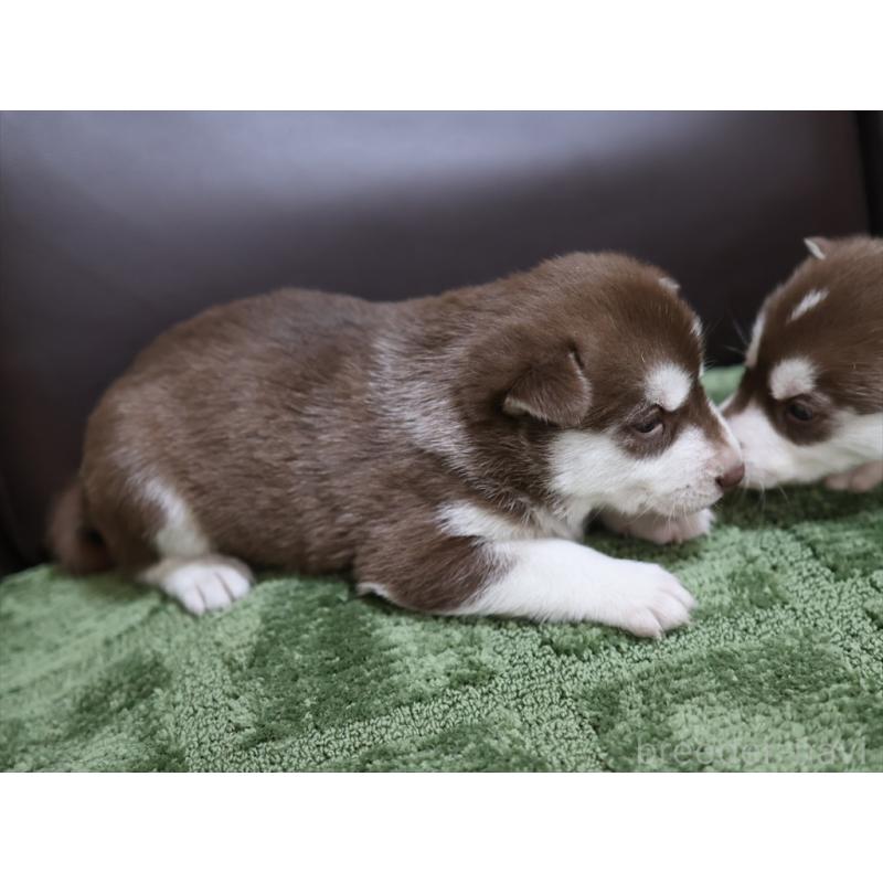 販売中の愛知県のシベリアンハスキー-439151の6枚目