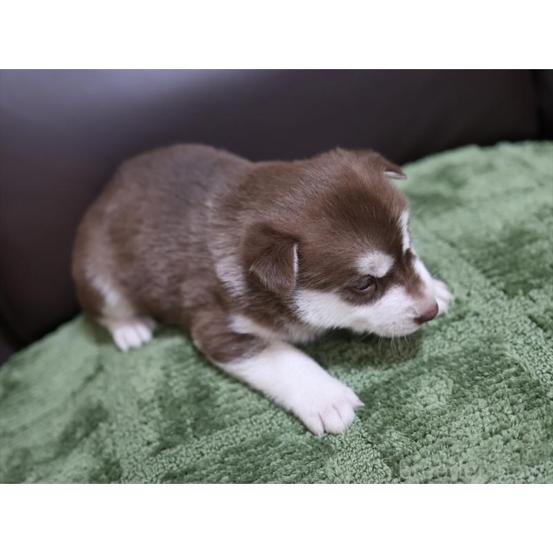 販売中の愛知県のシベリアンハスキー-439151の5枚目