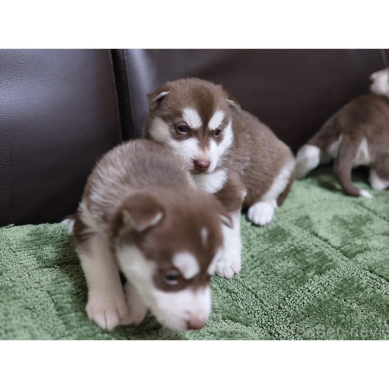 販売中の愛知県のシベリアンハスキー-439151の3枚目