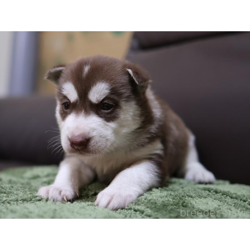 販売中の愛知県のシベリアンハスキー-439152の7枚目