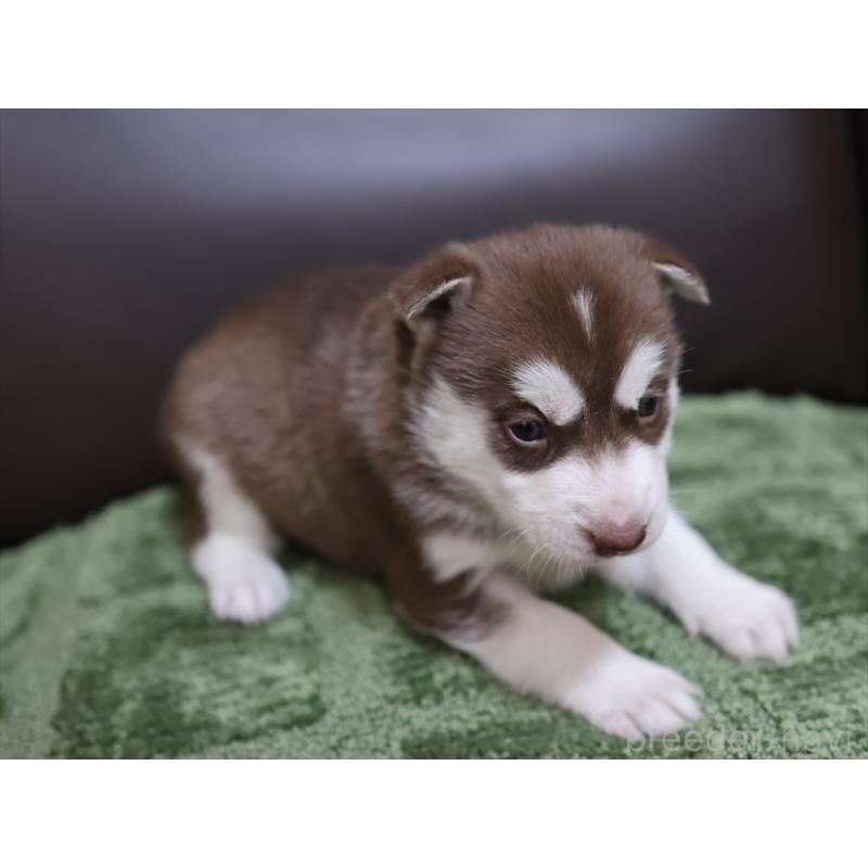 販売中の愛知県のシベリアンハスキー-439152の6枚目