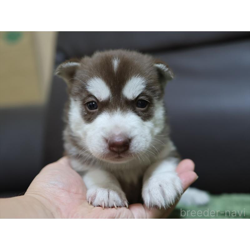 販売中の愛知県のシベリアンハスキー-439152の5枚目