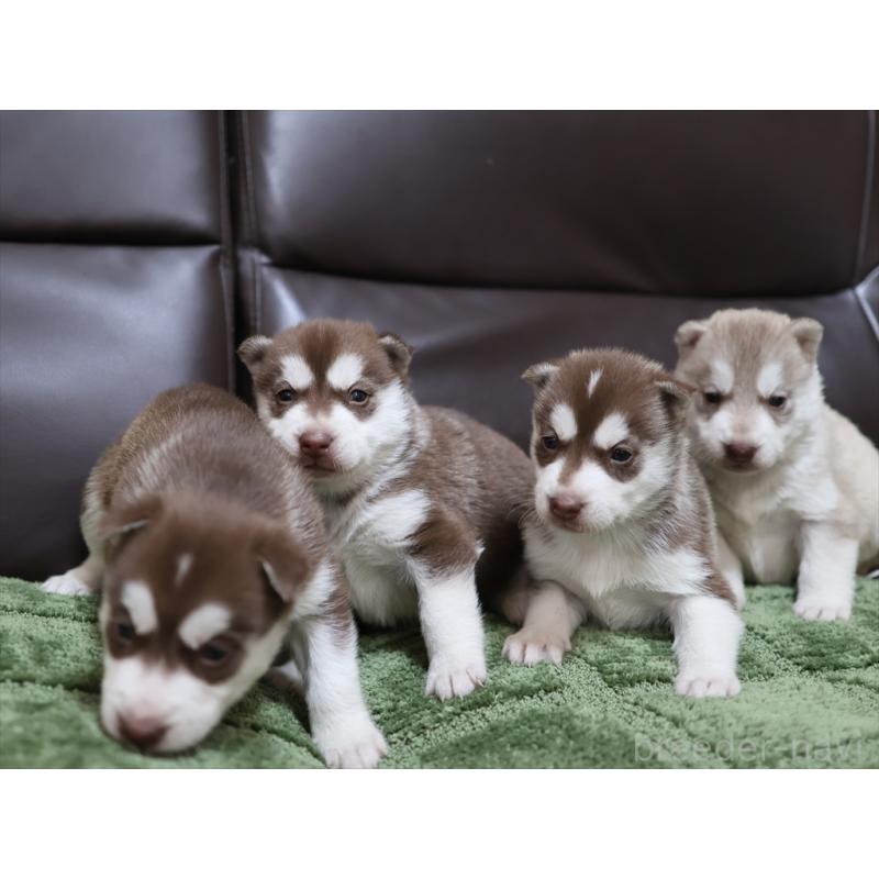 販売中の愛知県のシベリアンハスキー-439152の4枚目