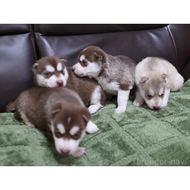 販売中の愛知県のシベリアンハスキー-439152の3枚目