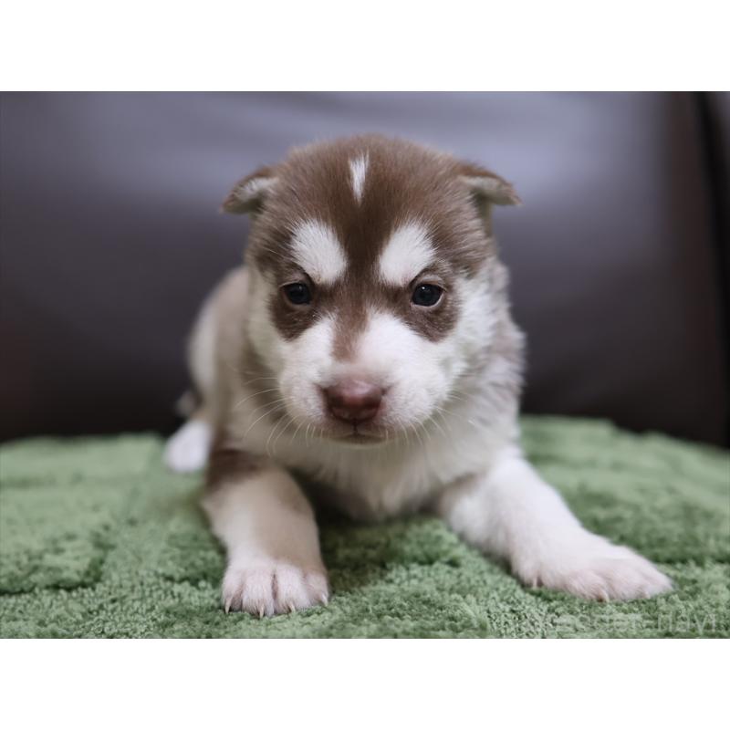 販売中の愛知県のシベリアンハスキー-439153の9枚目