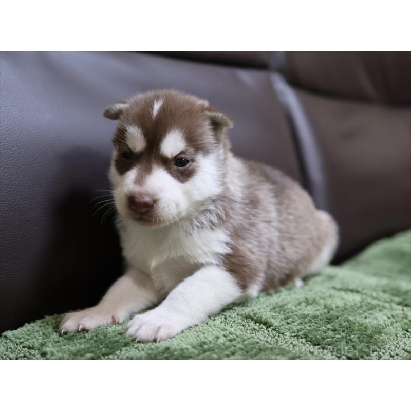 販売中の愛知県のシベリアンハスキー-439153の8枚目