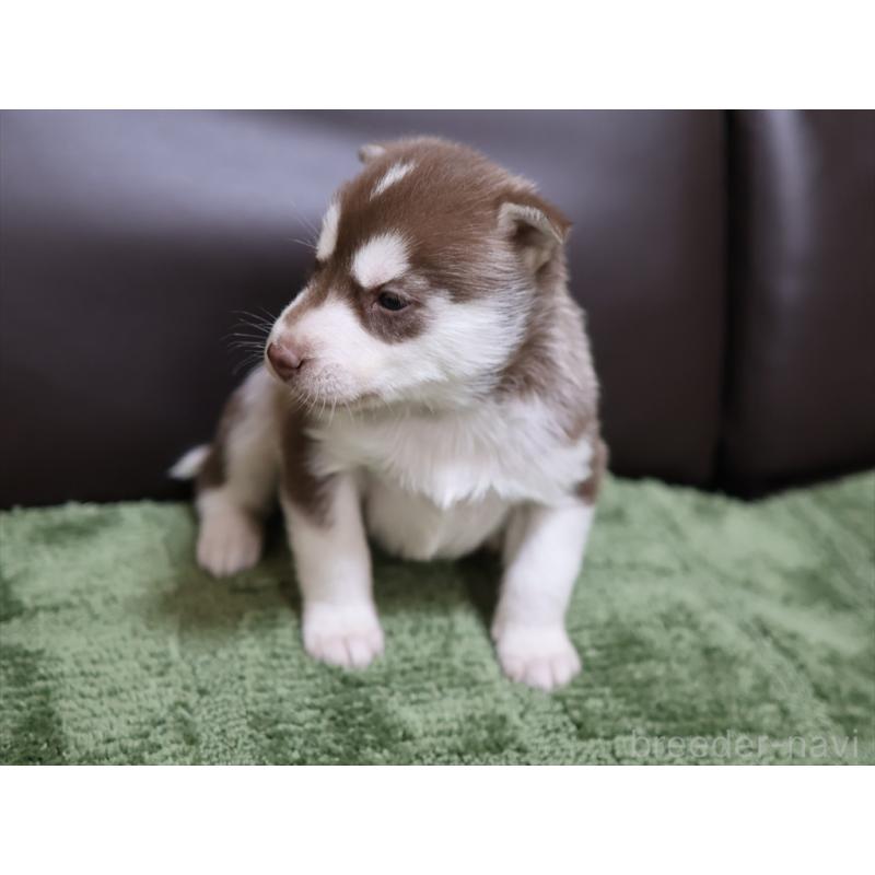 販売中の愛知県のシベリアンハスキー-439153の7枚目