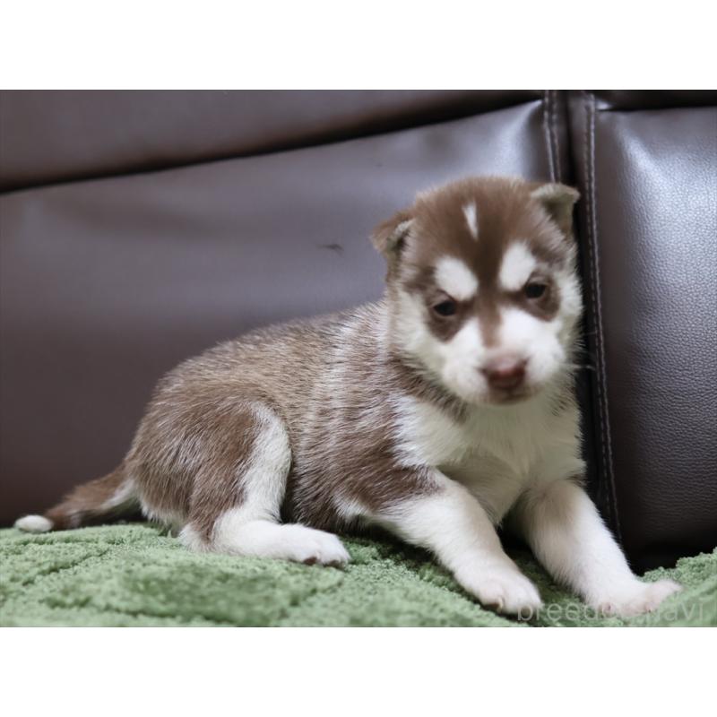 販売中の愛知県のシベリアンハスキー-439153の6枚目