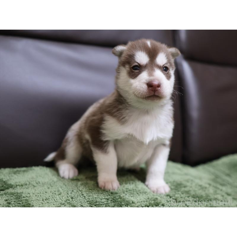 販売中の愛知県のシベリアンハスキー-439153の5枚目