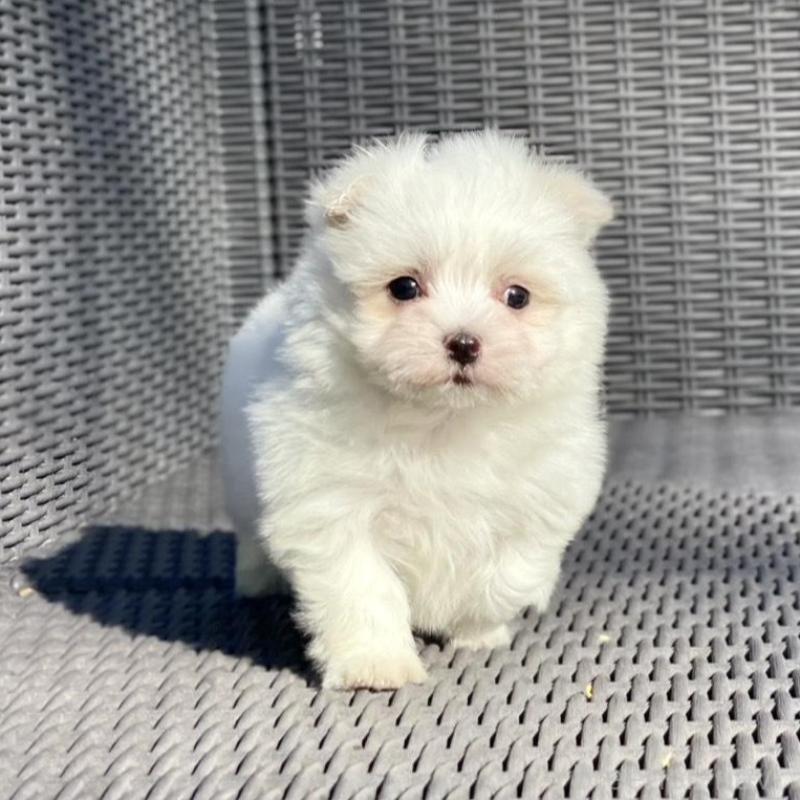 販売中の山梨県のマルチーズ-439154の1枚目