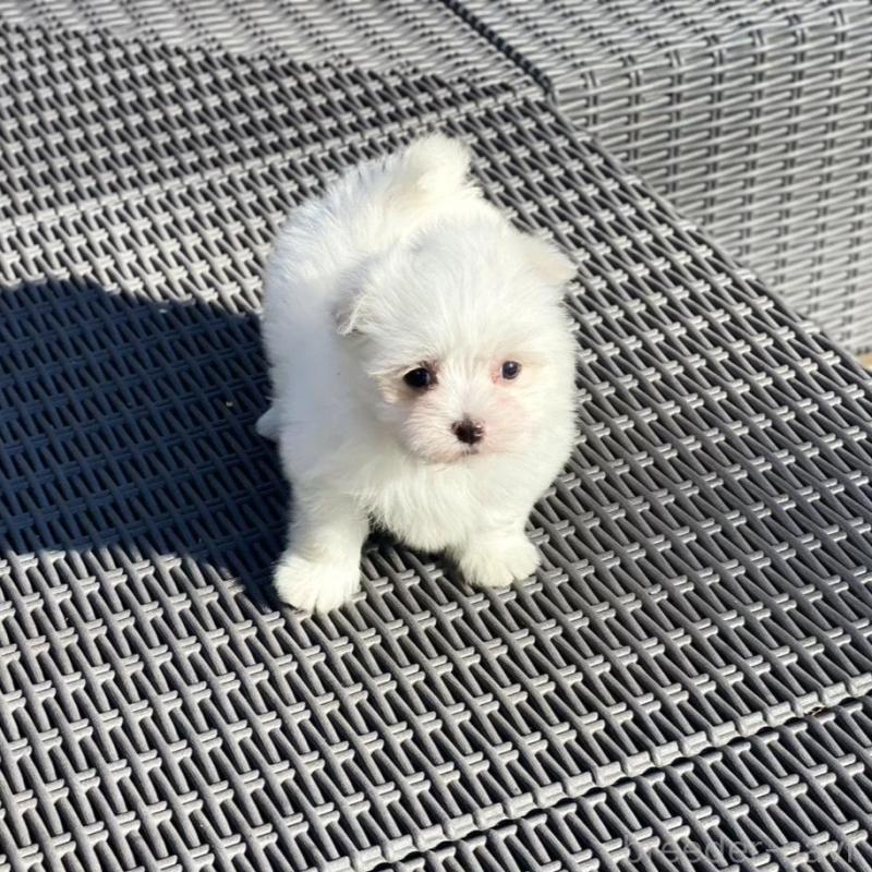 販売中の山梨県のマルチーズ-439154の8枚目