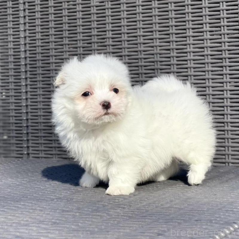 販売中の山梨県のマルチーズ-439154の7枚目