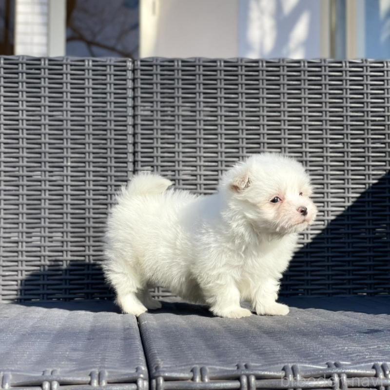 販売中の山梨県のマルチーズ-439154の4枚目