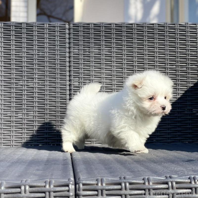 販売中の山梨県のマルチーズ-439154の3枚目