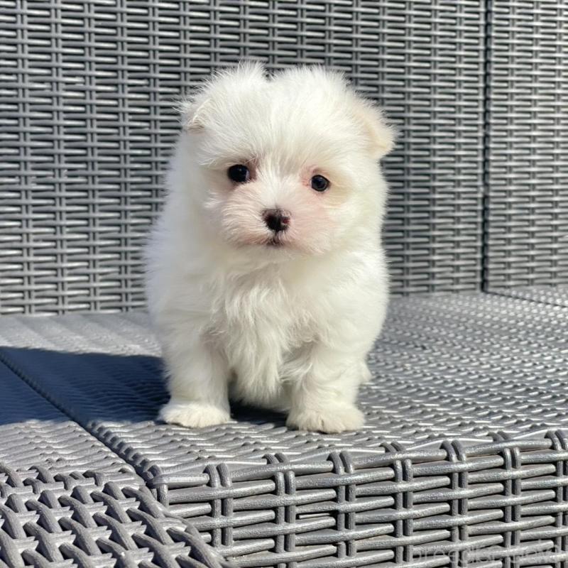 販売中の山梨県のマルチーズ-439154の2枚目