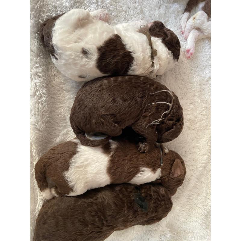 販売中の茨城県のスタンダードプードル-436618