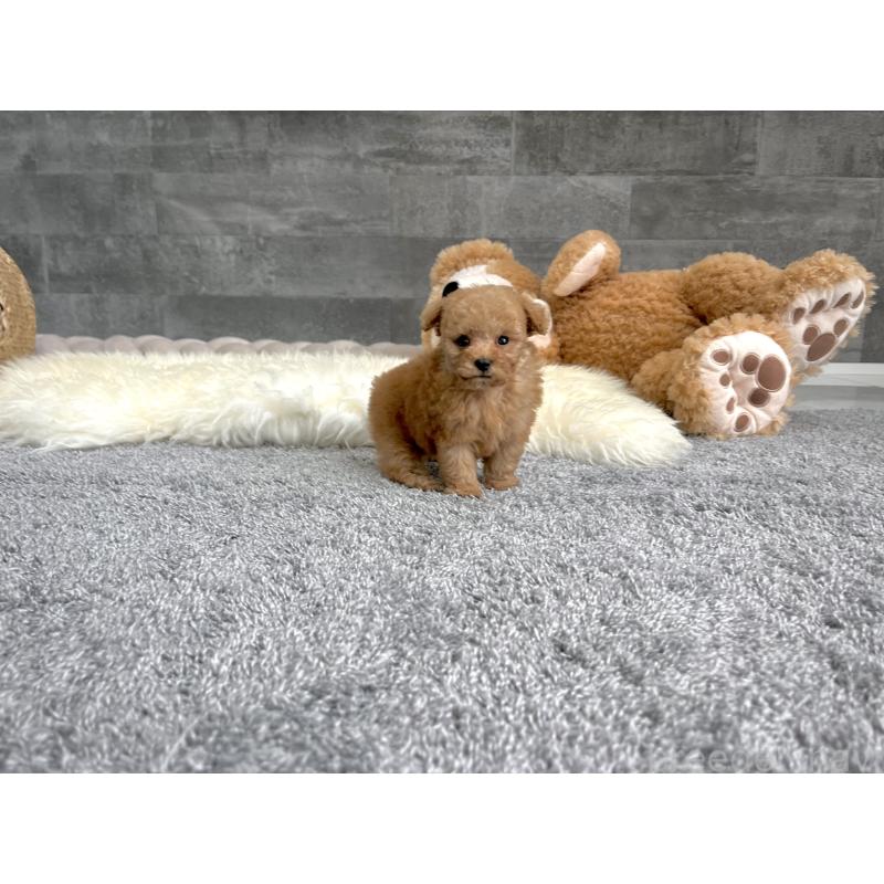 販売中の滋賀県のティーカッププードル-439111の5枚目